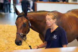 Lot  245 TSS042Tattersalls