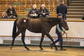 Lot  246 TBK1 6767Tattersalls