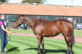 Lot  249 T B10875 Tattersalls