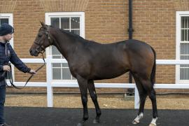 Lot  25 1521 TBK1Tattersalls