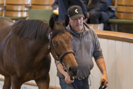 Lot  251 TBK1 6825Tattersalls