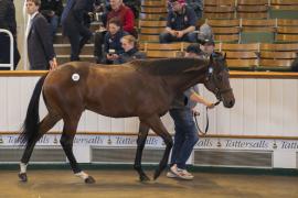 Lot  251 TBK1 6833Tattersalls