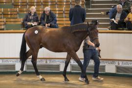 Lot  251 TBK1 6853Tattersalls