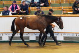 Lot  251 TSS062Tattersalls