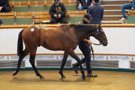 Lot  251 TSS069Tattersalls