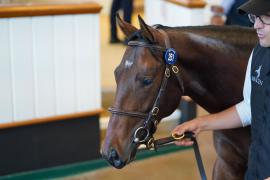 Lot  251 TSS101Tattersalls