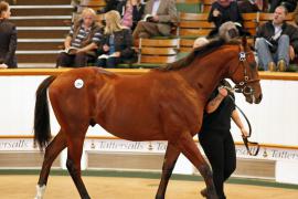 Lot  254 T B K1 0880 Tattersalls