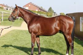 Lot  254 T B K1 V0736 Tattersalls