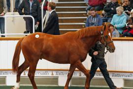 Lot  255 T B K1 0991 Tattersalls