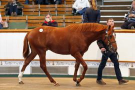 Lot  255 T B K1 1049 Tattersalls