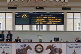 Lot  255 T B K1 1082 Tattersalls