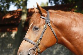 Lot  255 T B K1 V0601 Tattersalls