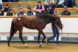 Lot  255 TSS111Tattersalls