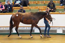 Lot  255 TSS118Tattersalls