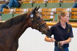 Lot  255 TSS126Tattersalls