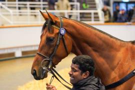 Lot  256 THIT 255Tattersalls