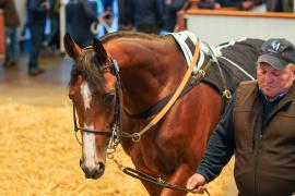 Lot  257 THIT 258Tattersalls