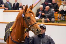 Lot  259 THIT 271Tattersalls