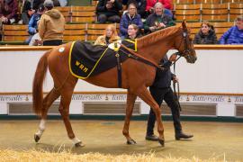 Lot  259 THIT 346Tattersalls