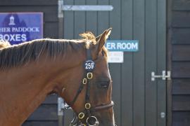 Lot  259 T O13804 Tattersalls