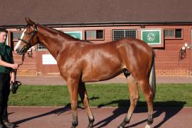 Lot  260 T B12306 Tattersalls