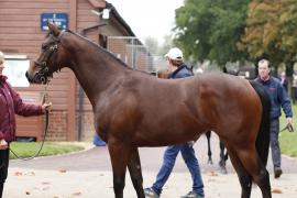 Lot  261 T B K1 V0264 Tattersalls