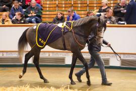 Lot  261 THIT 511Tattersalls