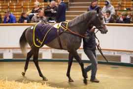 Lot  261 THIT 572Tattersalls