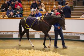 Lot  263 THIT 329Tattersalls