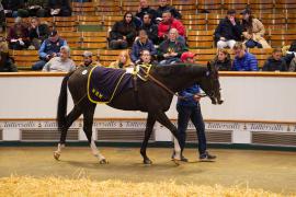 Lot  263 THIT 477Tattersalls