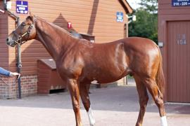 Lot  264 T B K1 V0671 Tattersalls