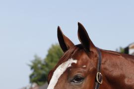 Lot  264 T B K1 V0699 Tattersalls