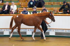 Lot  264 TSS164Tattersalls