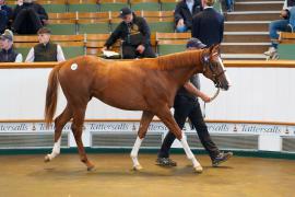 Lot  264 TSS171Tattersalls