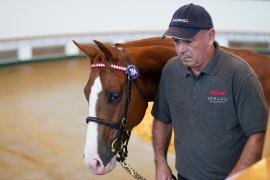 Lot  264 TSS195Tattersalls