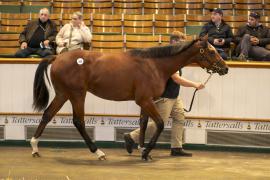 Lot  265 TBK1 6919Tattersalls