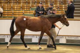 Lot  265 TBK1 6957Tattersalls