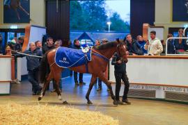 Lot  266 THIT 462Tattersalls