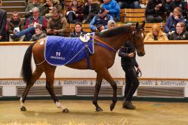 Lot  266 THIT 469Tattersalls