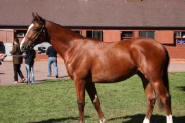 Lot  268 T B10668 Tattersalls