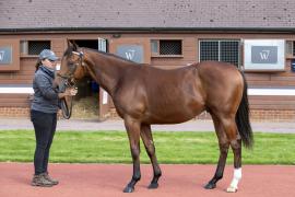 Lot  268 TBK1 2348Tattersalls