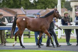 Lot  268 TBK1 7096Tattersalls