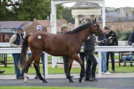 Lot  268 TBK1 7105Tattersalls