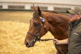 Lot  268 TBK1 7264Tattersalls