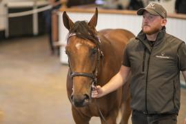 Lot  268 TBK1 7313Tattersalls