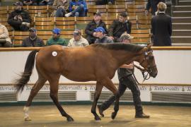 Lot  268 TBK1 7323Tattersalls