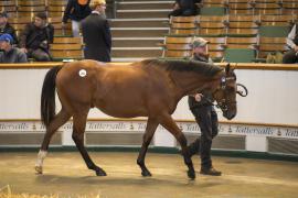 Lot  268 TBK1 7331Tattersalls