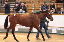 Lot  272 T B K1 2017 Tattersalls