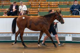 Lot  272 TSS272Tattersalls