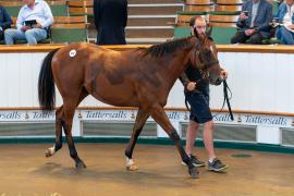 Lot  272 TSS283Tattersalls